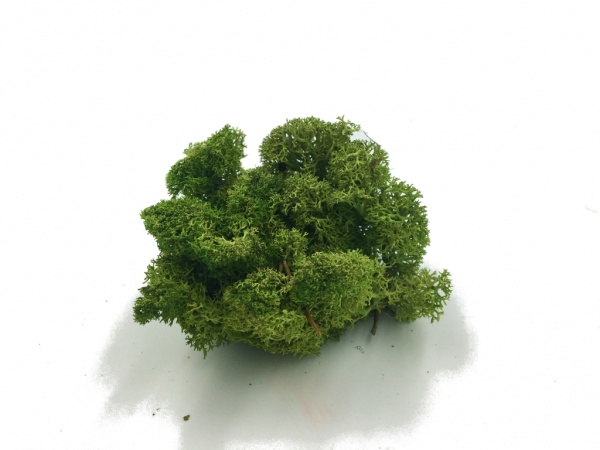 Norwegian Reindeer Moss ( Box 500g Gross ) Color Medium Green